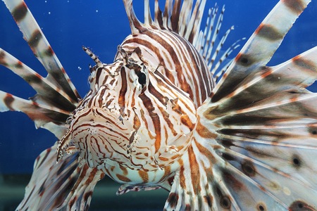 1024px 60 lionfish