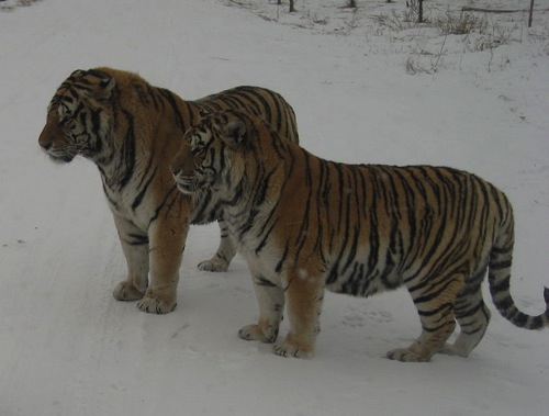 790px Harbin Siberian Tigers